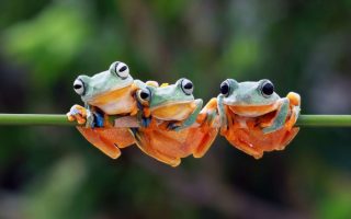 Siklus Hidup Katak: 4 Tahapan Metamorfosis yang Menakjubkan