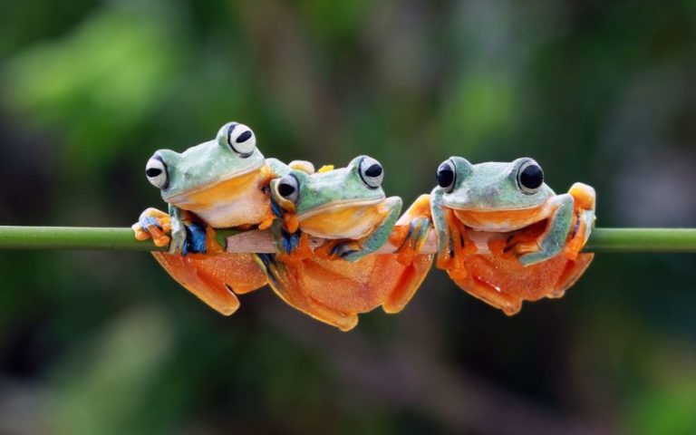Siklus Hidup Katak: 4 Tahapan Metamorfosis yang Menakjubkan