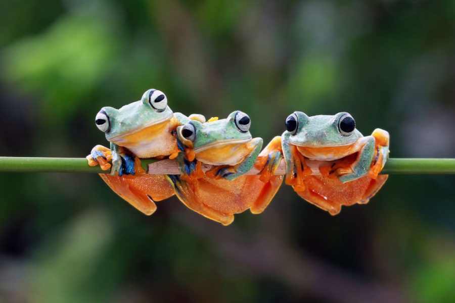 Siklus Hidup Katak: 4 Tahapan Metamorfosis yang Menakjubkan