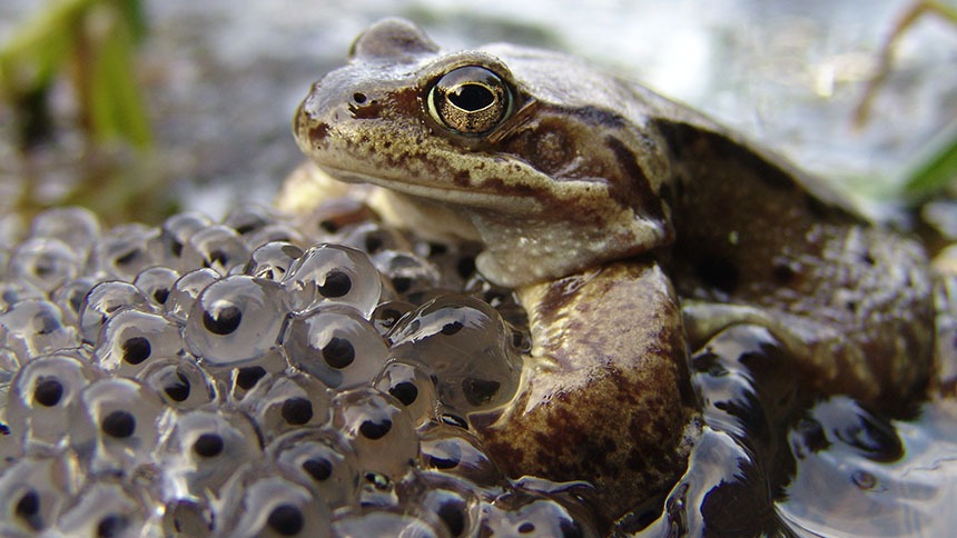 Telur Katak dalam 4 Tahap Siklus Hidup Katak Telur Katak dalam 4 Tahap Siklus Hidup Katak